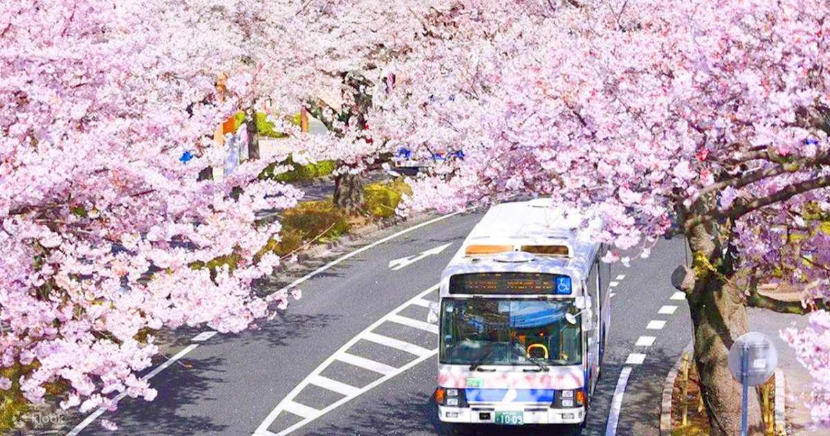 Sakura Limited] One-day tour of Ibaraki Ukimin Kannon Senbonzakura